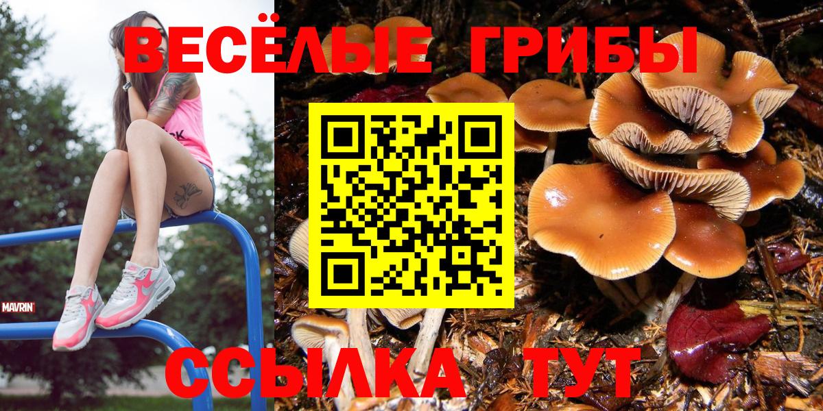 где найти   Кохма  Галлюциногенные грибы Psilocybe 